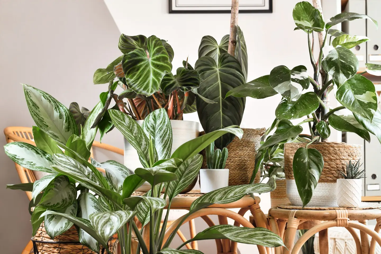 Een verzameling kamerplanten in potten met verschillende tinten groene bladeren, tentoongesteld op houten krukjes en rieten manden in een goed verlichte kamer.