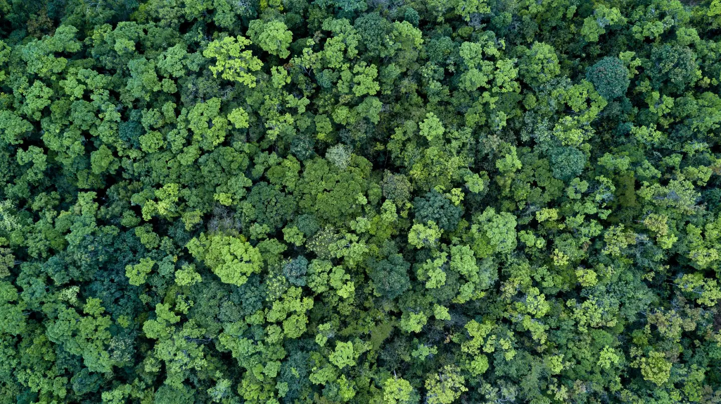 Luchtfoto van een dicht, groen bos met dicht opeengepakte boomkruinen.